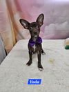 adoptable Dog in  named Yoda