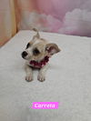 adoptable Dog in , LA named Carreta