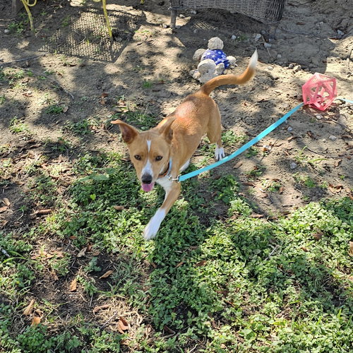 picture of the dog needing adoption