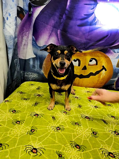 picture of the dog needing adoption