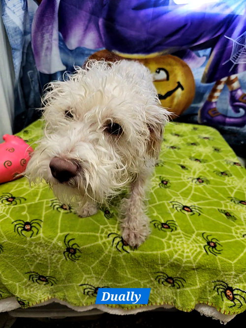 picture of the dog needing adoption