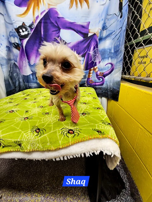 picture of the dog needing adoption