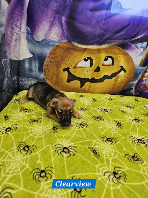 picture of the dog needing adoption