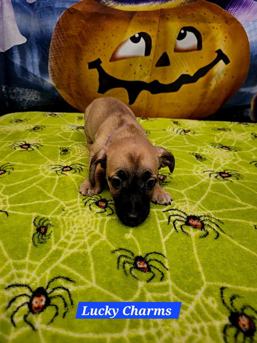 picture of the dog needing adoption