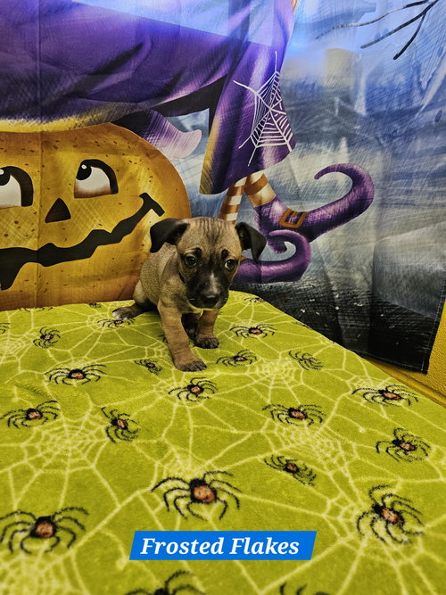 picture of the dog needing adoption
