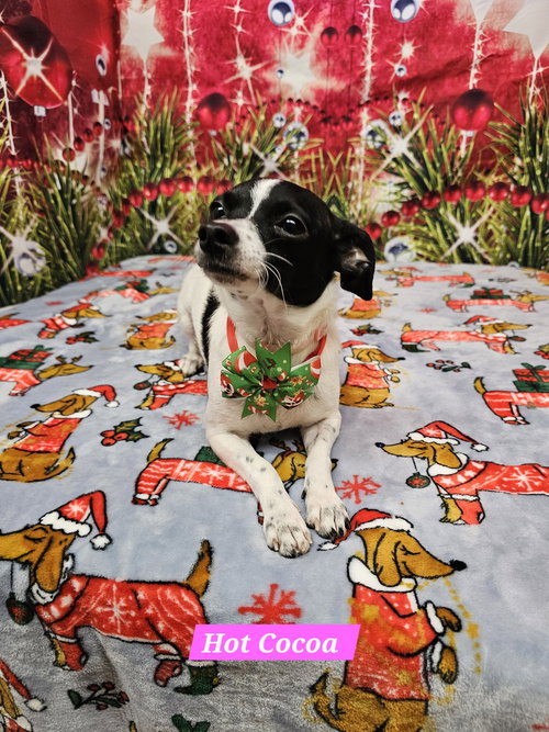 HOT COCOA - Rat Terrier available for adoption