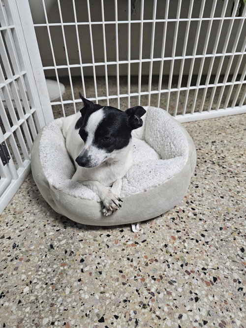 picture of the dog needing adoption