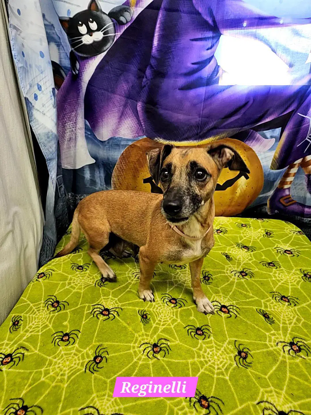 Reginelli - Rat Terrier