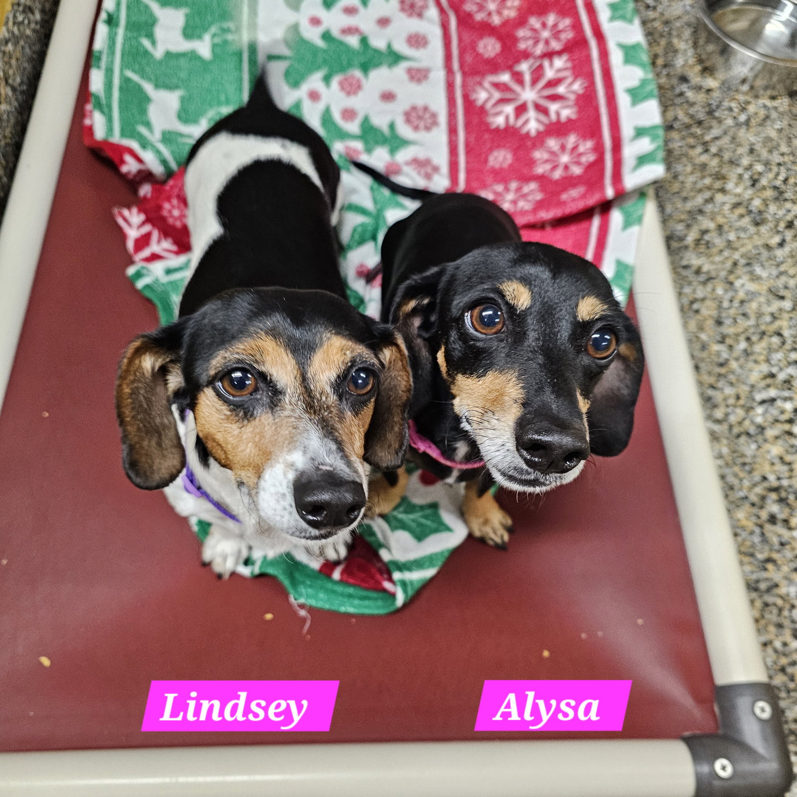 Alysa and Lindsey