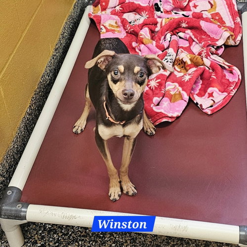 picture of the dog needing adoption