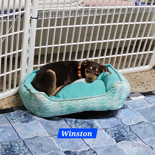 Winston