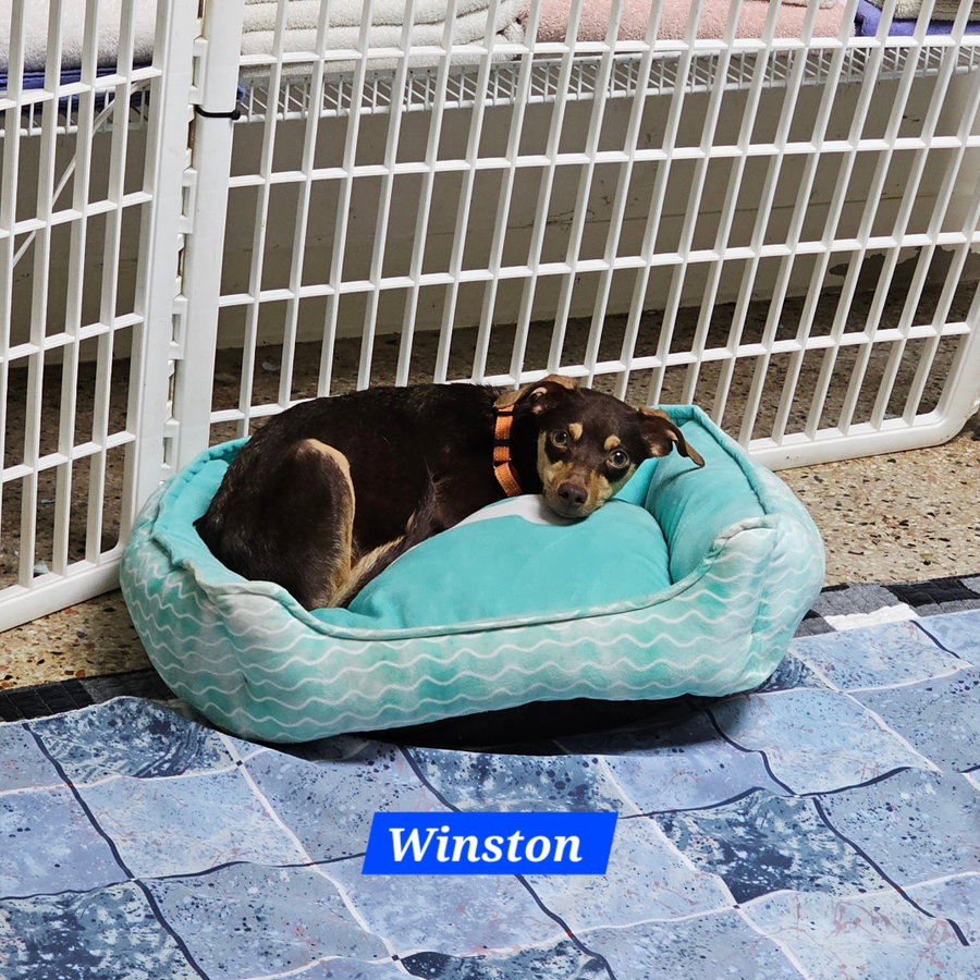 Winston