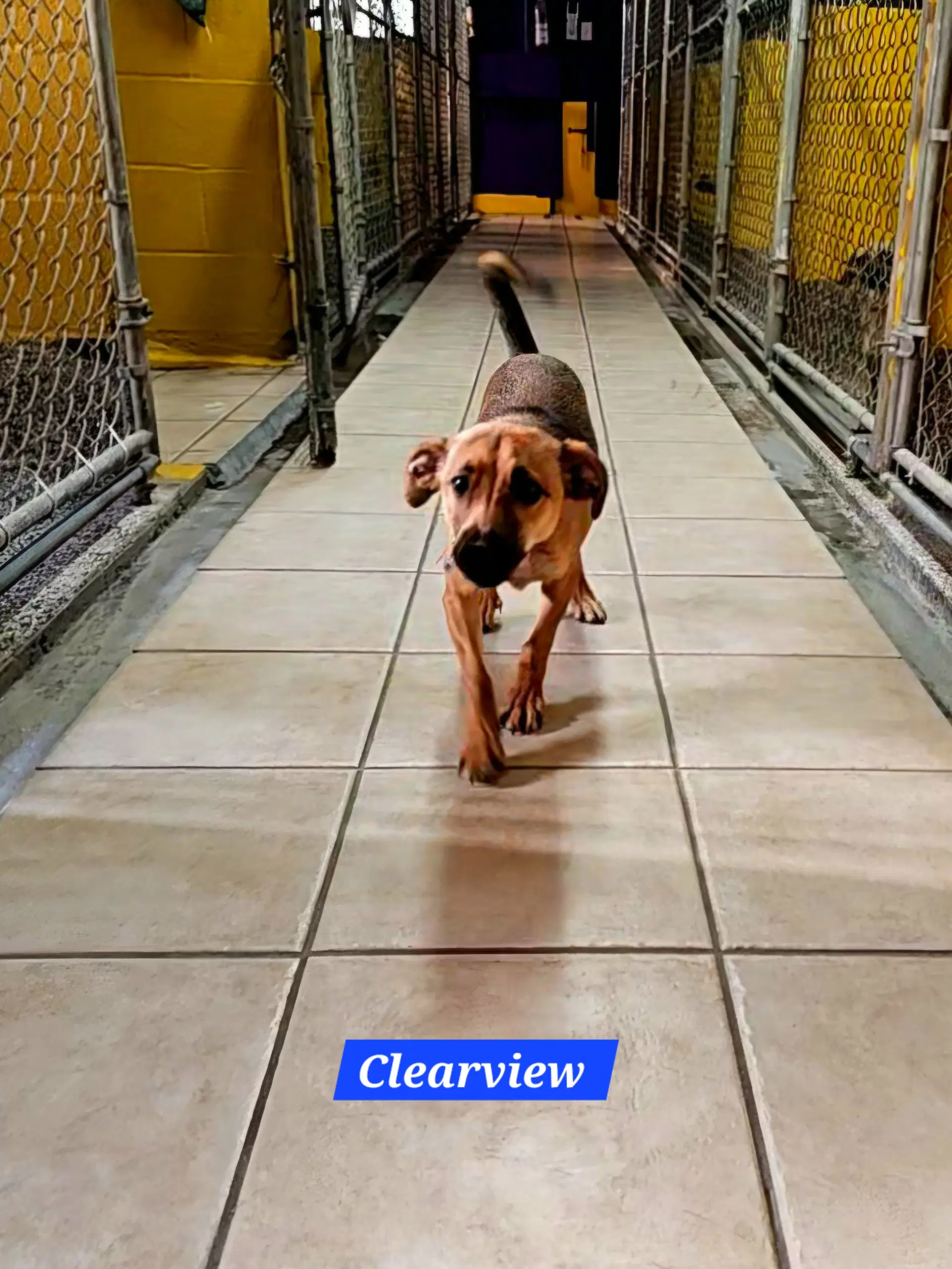 Clearview image 2