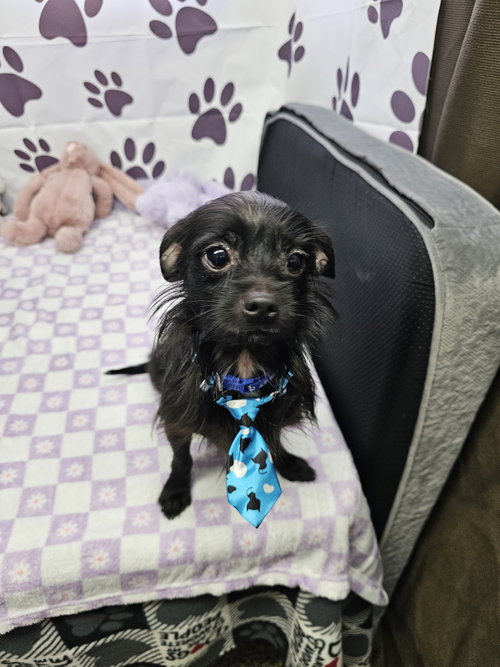 Zenith, an adoptable Chihuahua in Metairie, LA