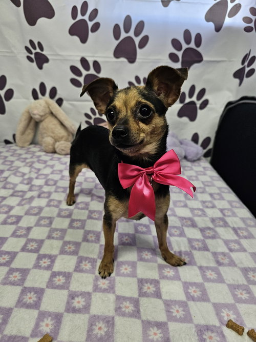 Quasar, an adoptable Chihuahua in Metairie, LA
