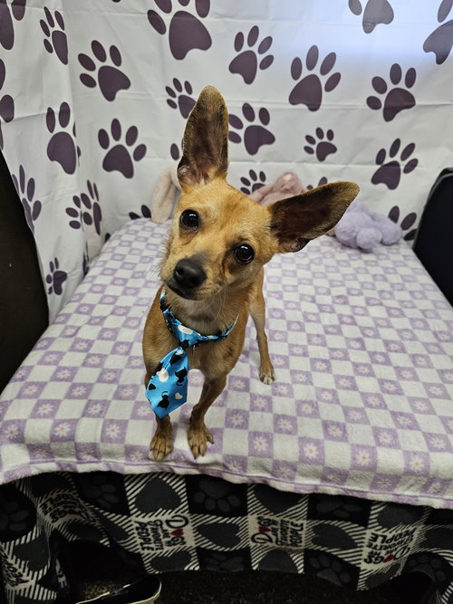Trucker, an adoptable Chihuahua in Metairie, LA