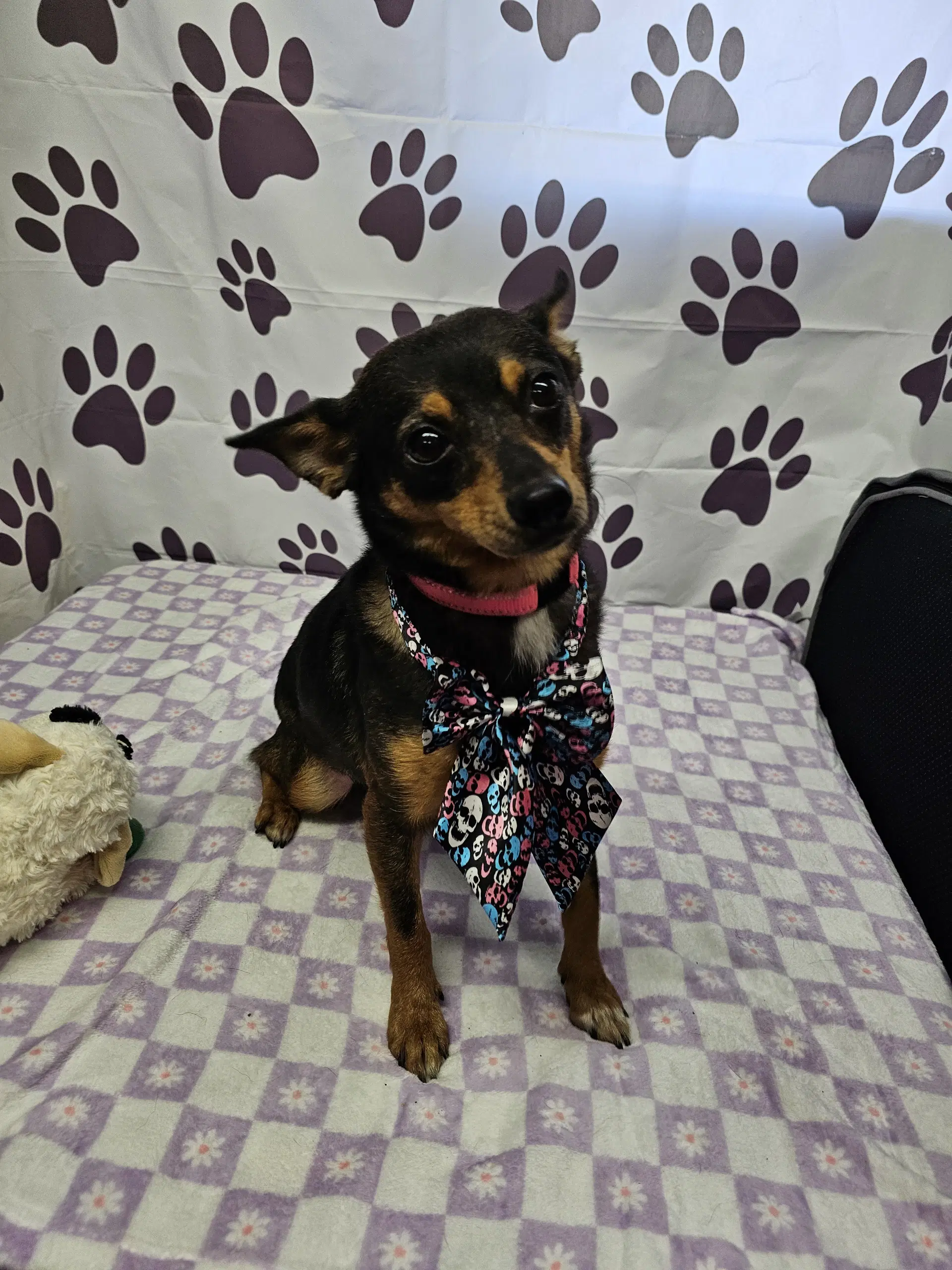 Chef - Rat Terrier