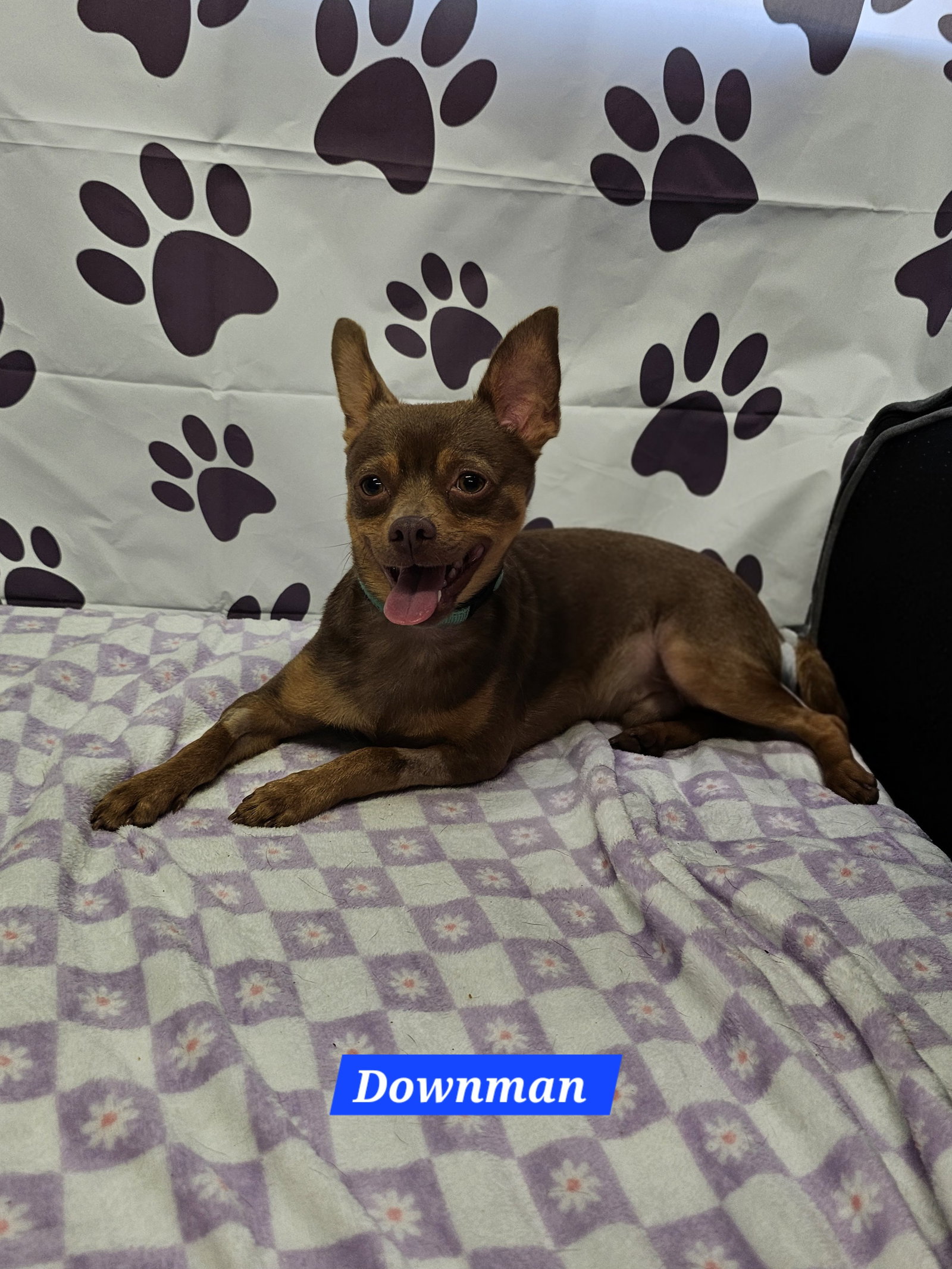 Downman