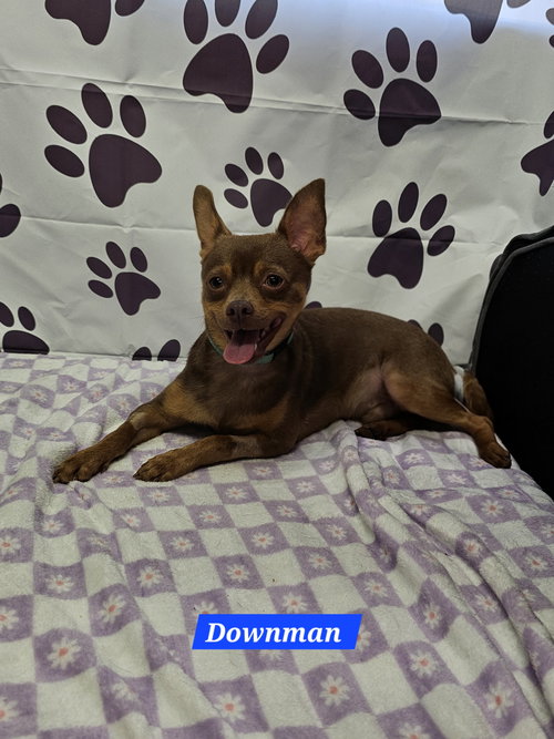 Downman, an adoptable Chihuahua in Metairie, LA