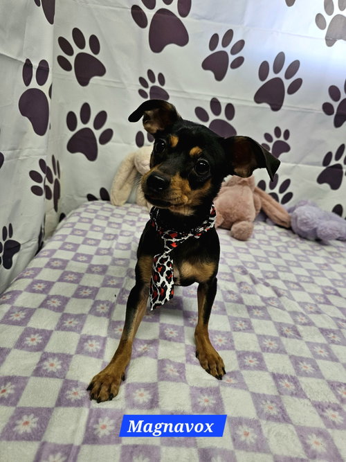 Magnavox, an adoptable Chihuahua in Metairie, LA