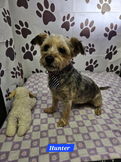 Hunter, an adoptable Yorkshire Terrier Yorkie in Metairie, LA