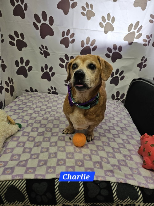 Charlie, an adoptable Dachshund in Metairie, LA