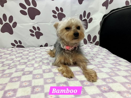 Bamboo, an adoptable Yorkshire Terrier Yorkie in Metairie, LA