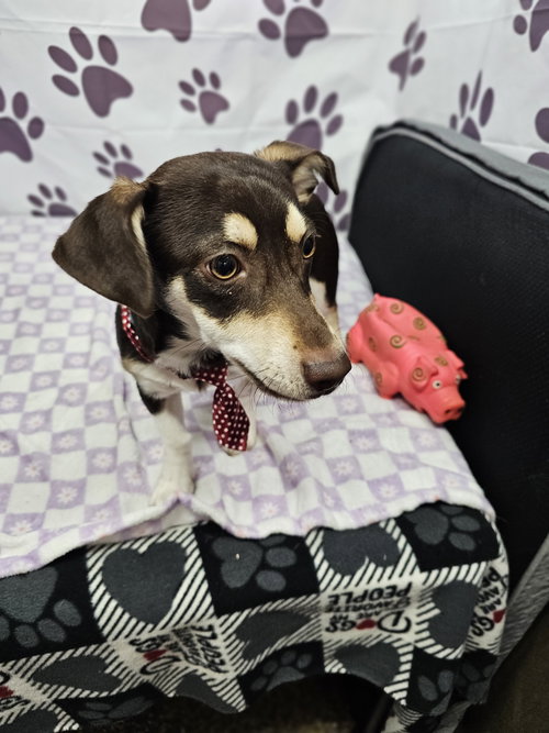 Remoulade, an adoptable Dachshund in Metairie, LA