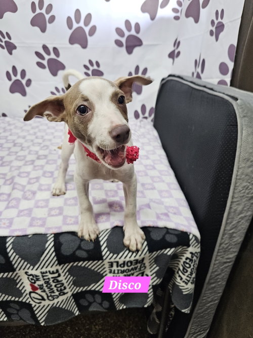 Disco, an adoptable Rat Terrier in Metairie, LA