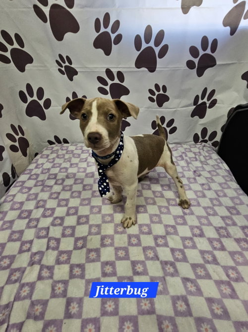 Jitterbug, an adoptable Rat Terrier in Metairie, LA