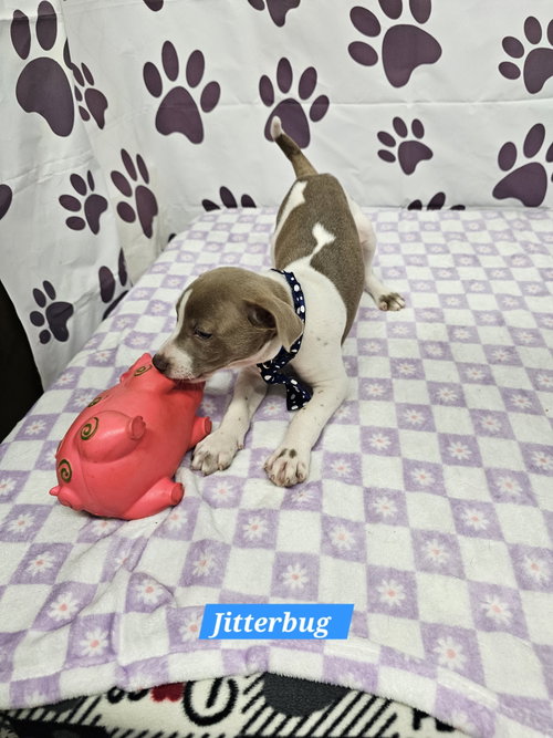 Jitterbug photo 2