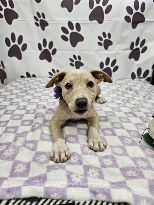 Lyrical, an adoptable Rat Terrier in Metairie, LA