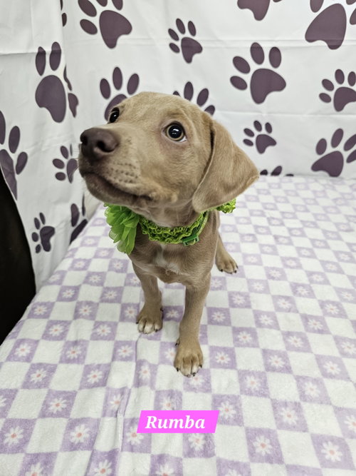 Rumba, an adoptable Rat Terrier in Metairie, LA