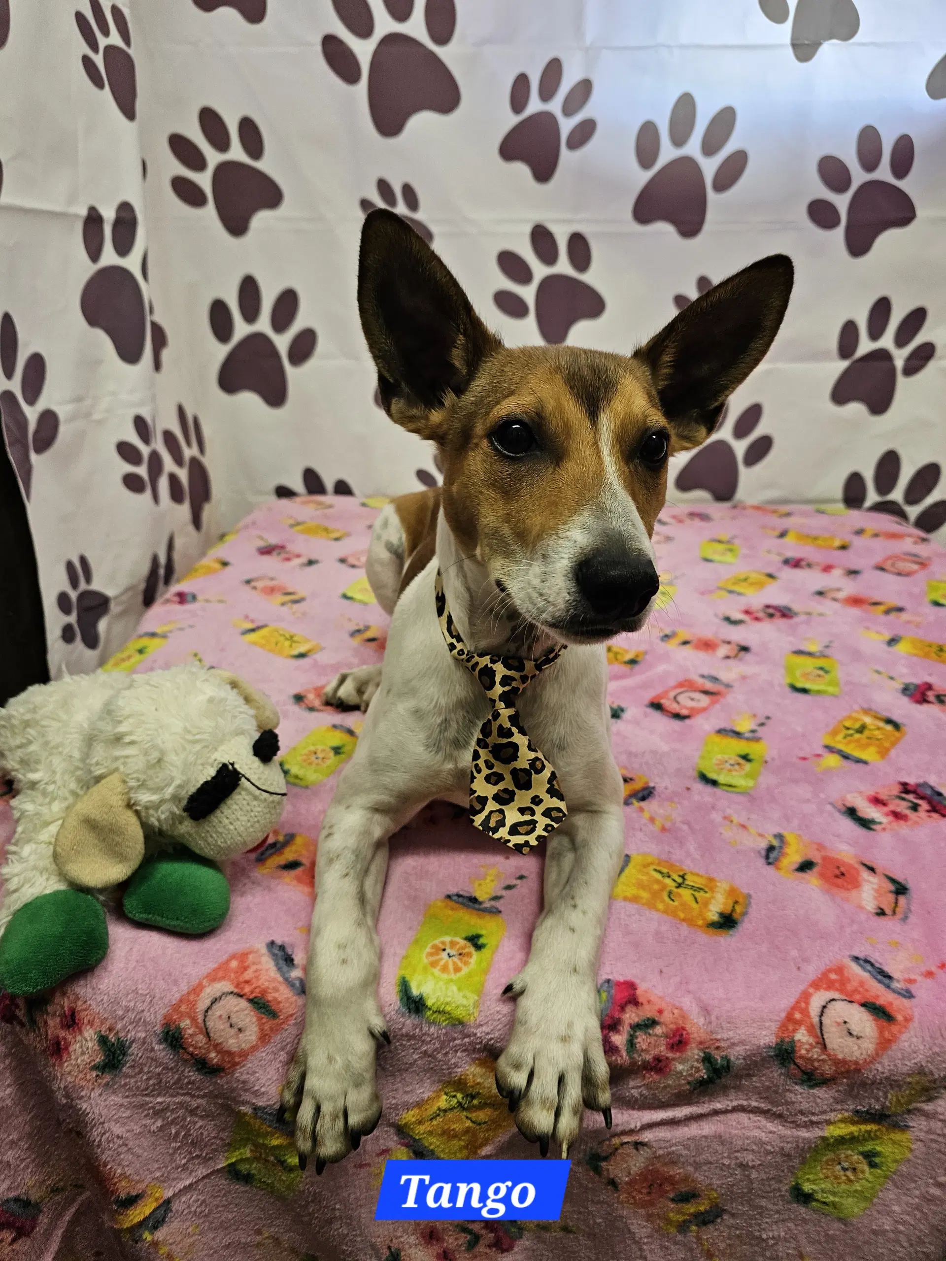 Tango - Rat Terrier
