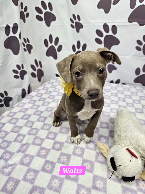 Waltz, an adoptable Rat Terrier in Metairie, LA