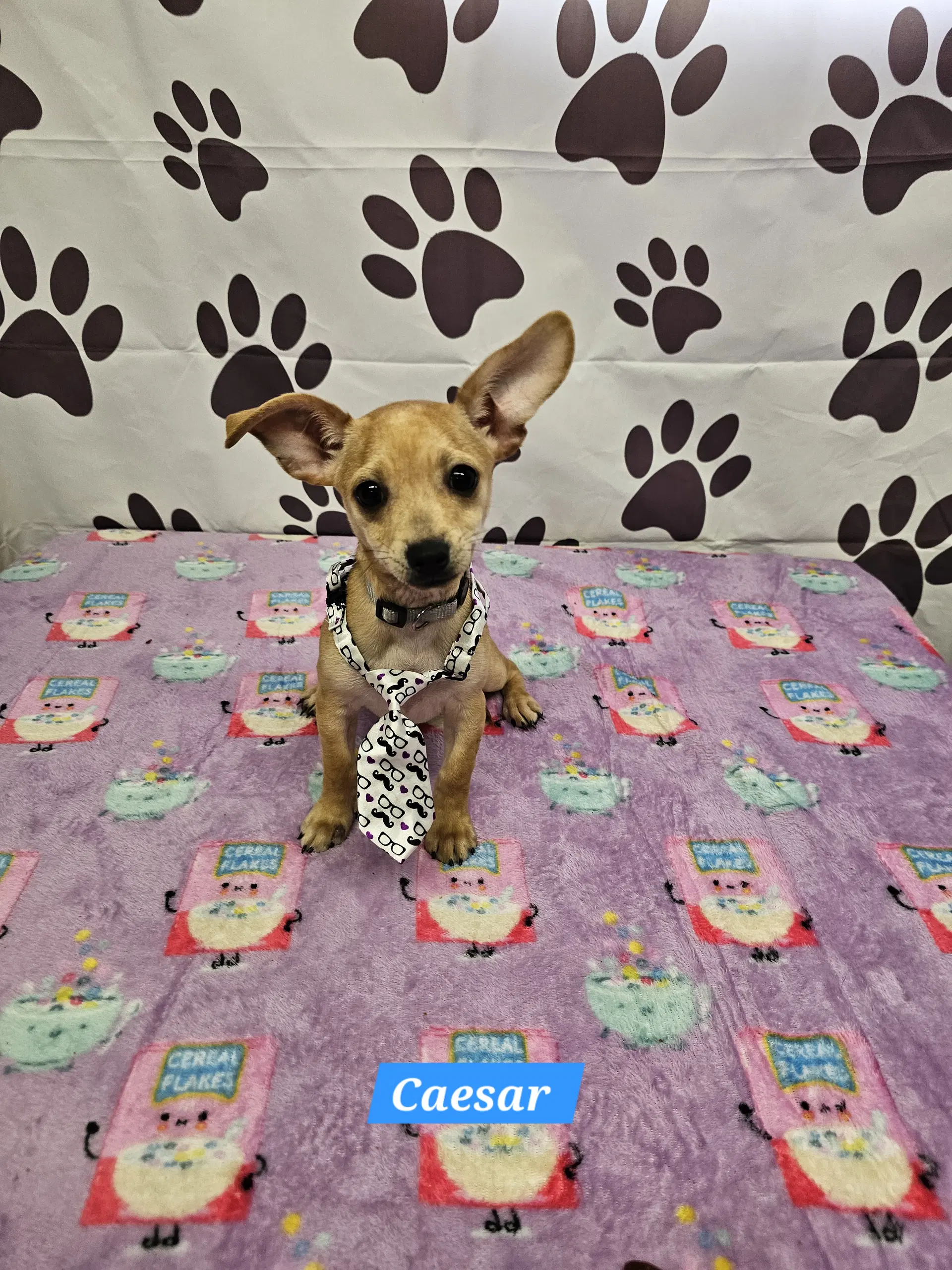 Ceasar - Chihuahua