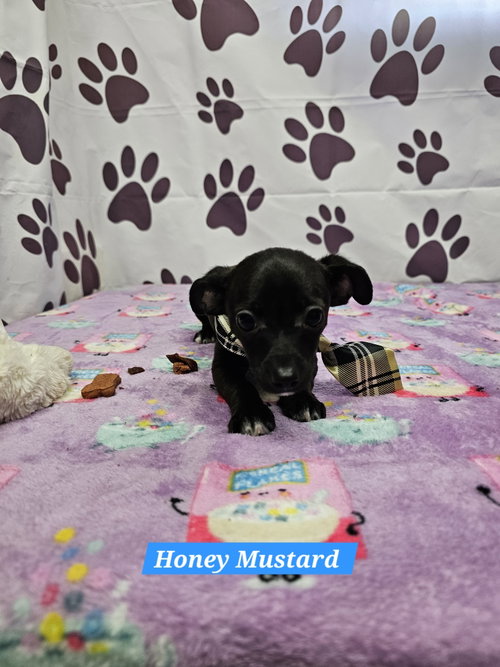 Honey Mustard