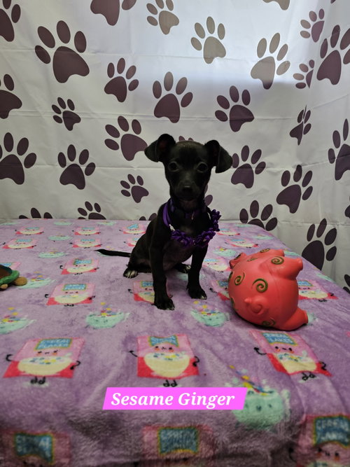 Sesame Ginger