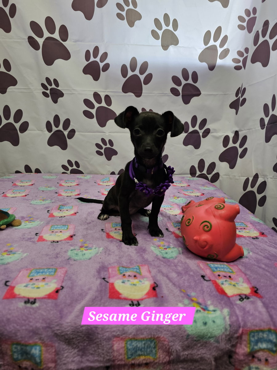 Sesame Ginger