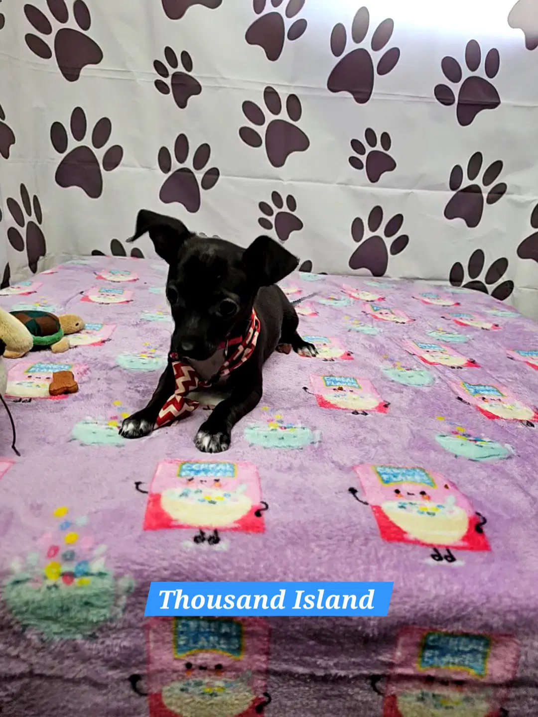 Thousand Island - Chihuahua