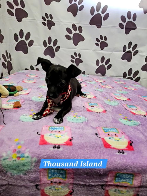Thousand Island