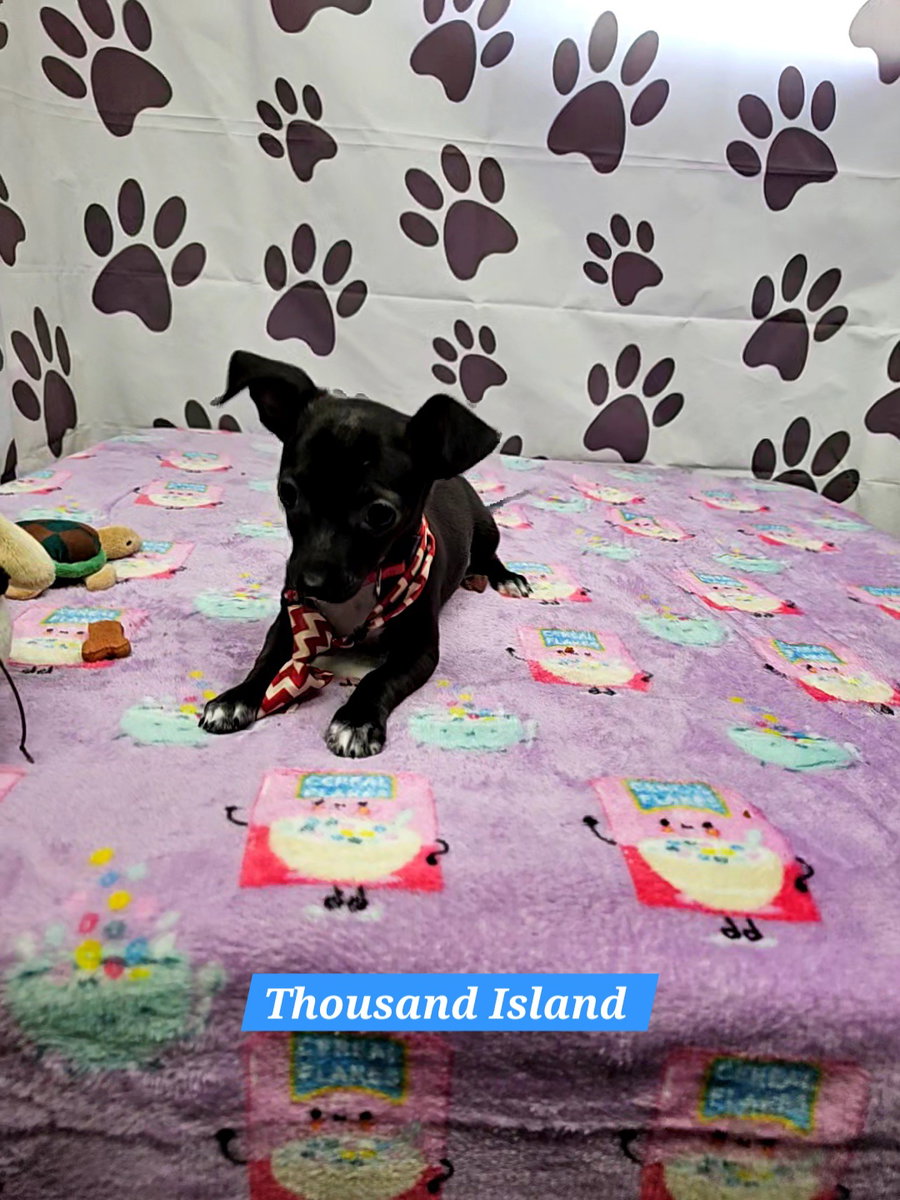 Thousand Island