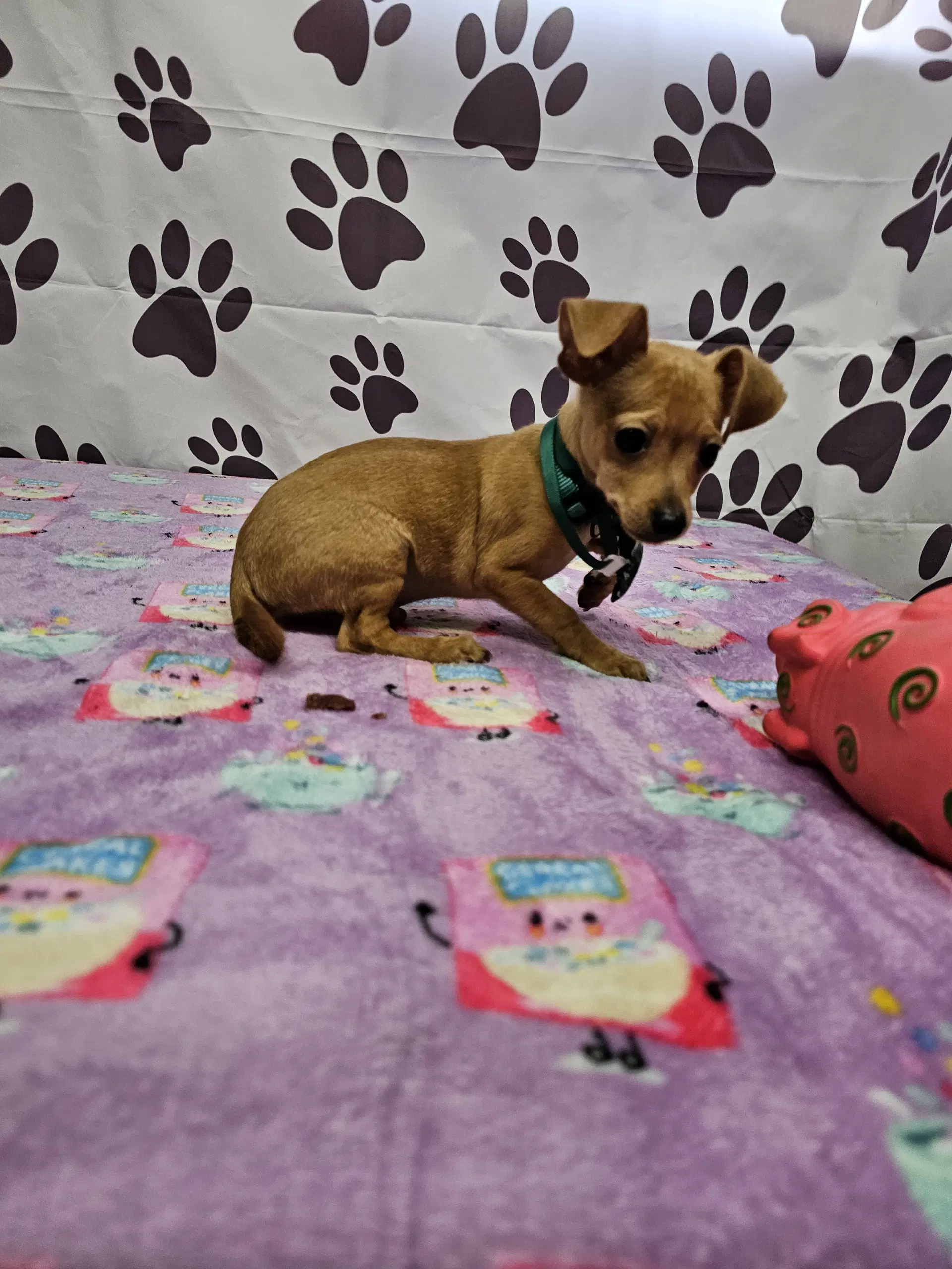 Bleu Cheese - Chihuahua