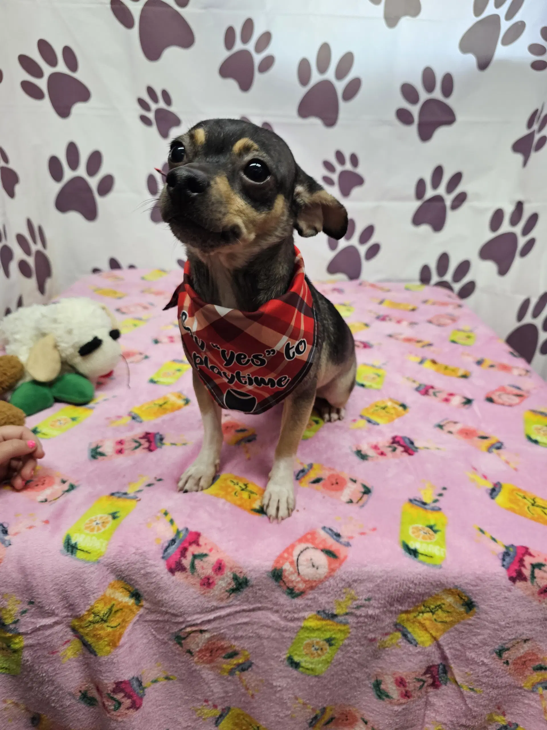 Bruce - Chihuahua