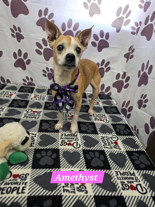 picture of the dog needing adoption