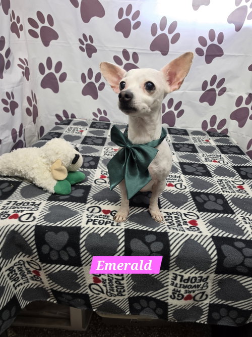 picture of the dog needing adoption