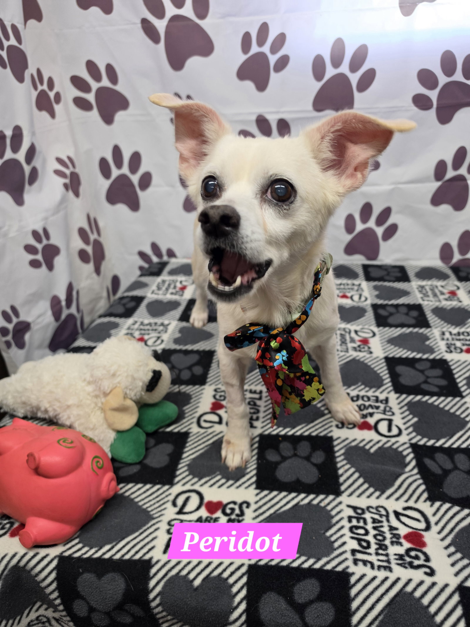 Peridot, Chihuahua