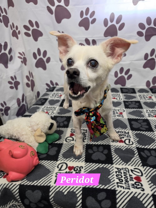 picture of the dog needing adoption