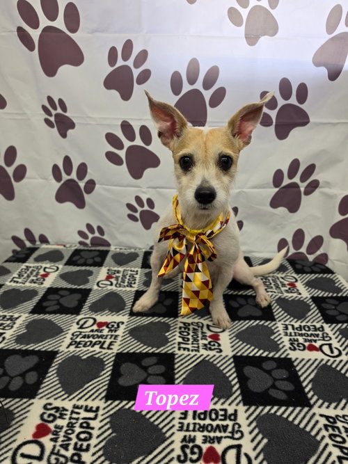 picture of the dog needing adoption