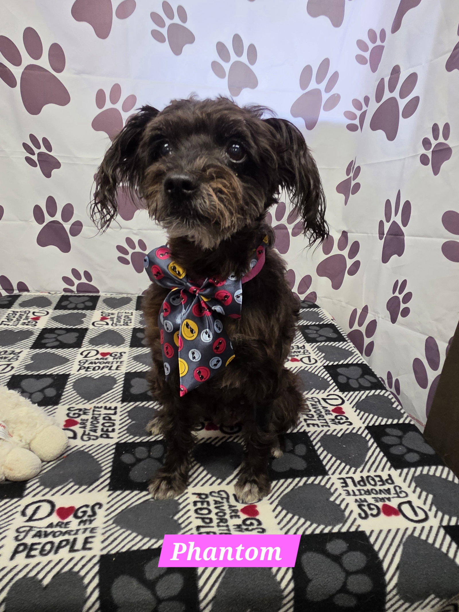 Phantom, Schnauzer